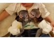 CAPUCHIN MONKEYS AVAILABLE FOR ADOPTION
